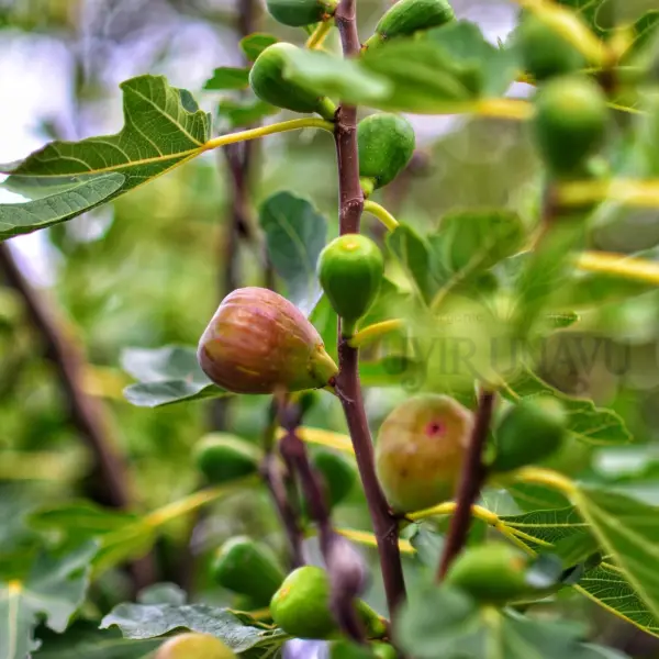 Fig tree Fig Premium Dried Anjeer 100% Natural No added Sugar Rich source of Fiber