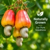 Naturally grown cashew nuts with fresh cashew fruits and green leaves
